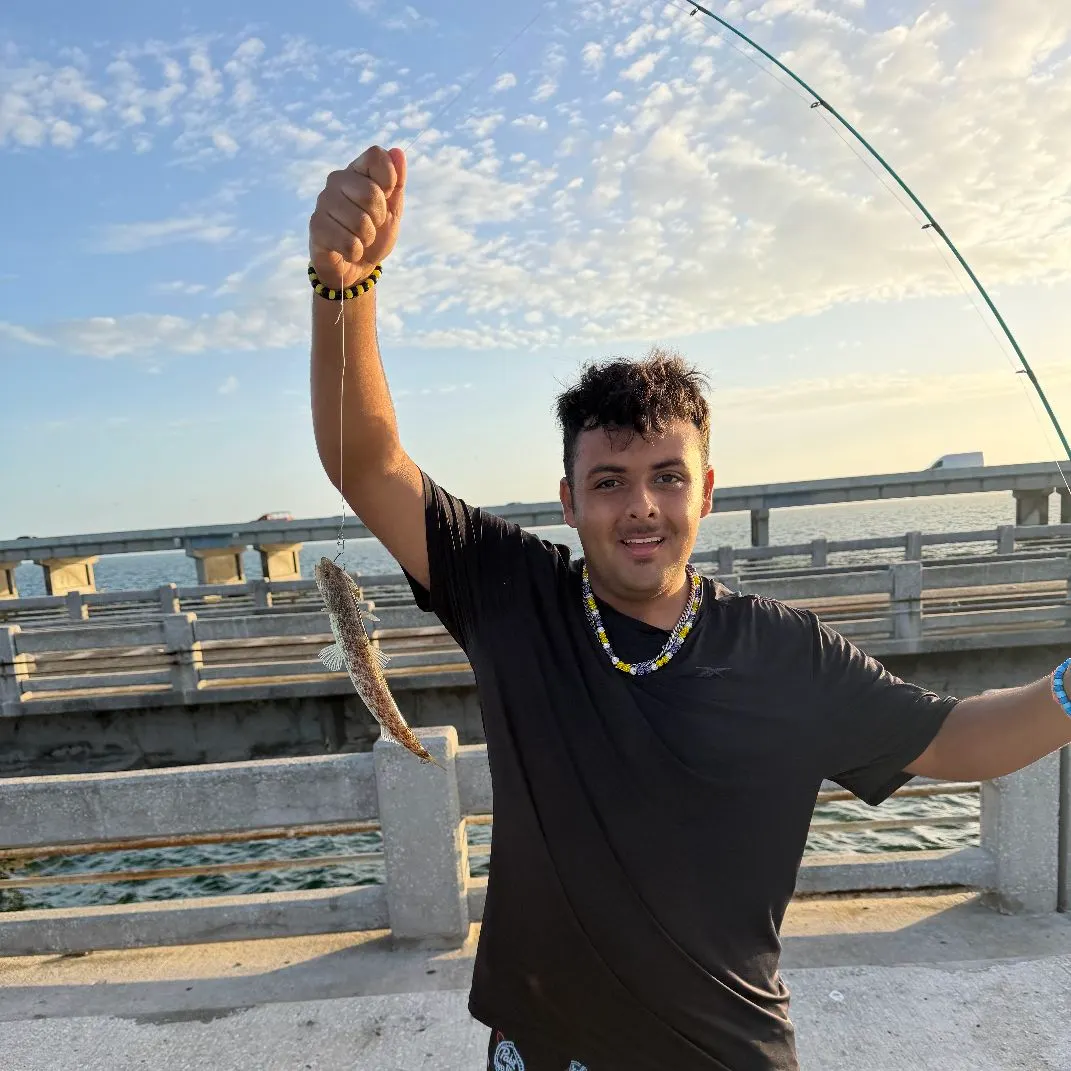 The most recent Atlantic lizardfish catches on Fishbrain
