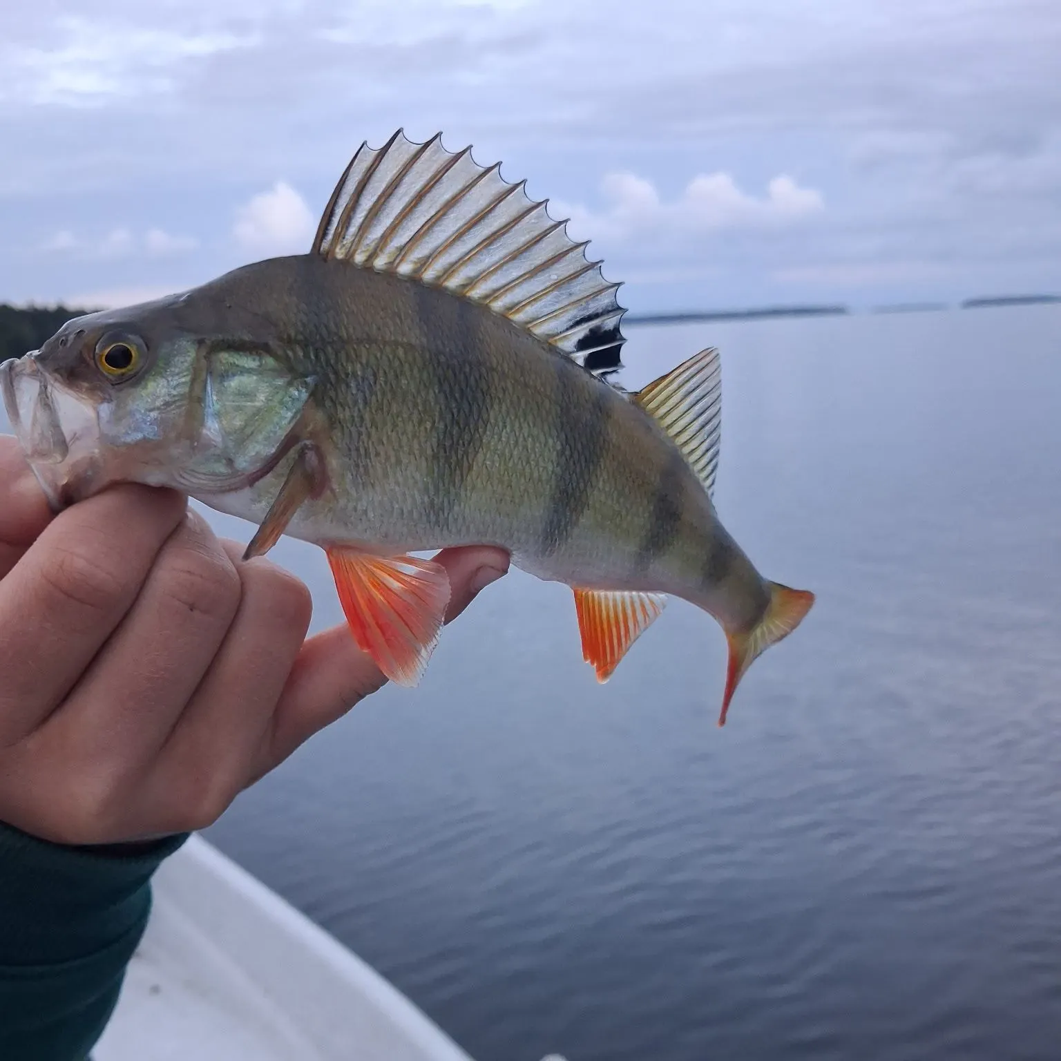 European perch caught on Fishbrain