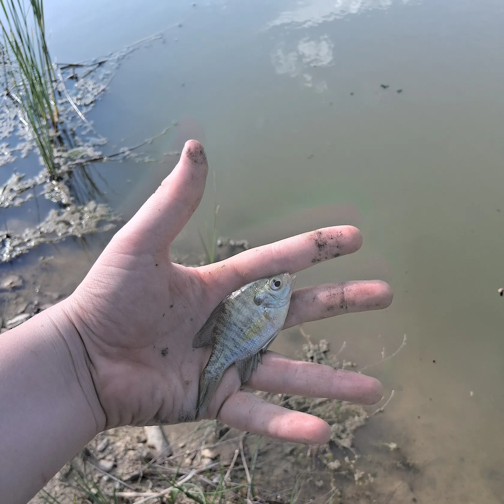 most liked catch image
