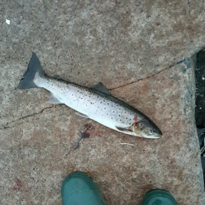 angler catch