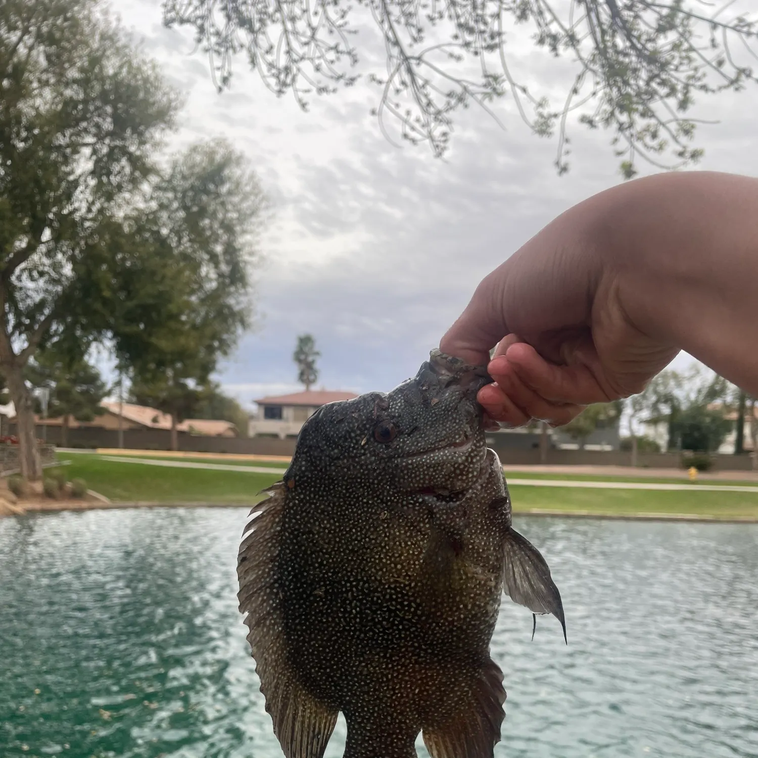 The most recent Rio Grande cichlid catches on Fishbrain