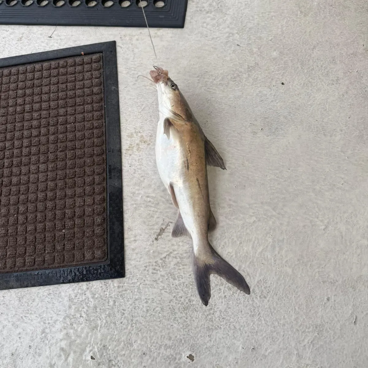 The most recent Blue salmon catfish catches on Fishbrain