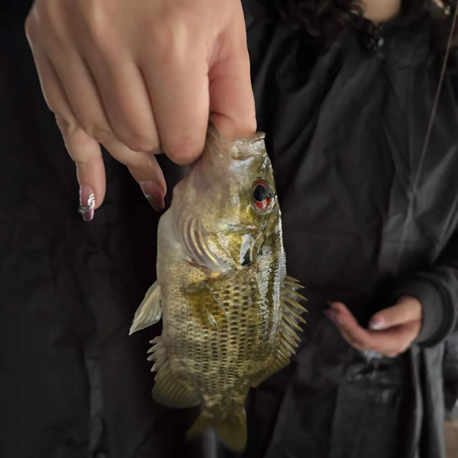Rock bass caught on Fishbrain