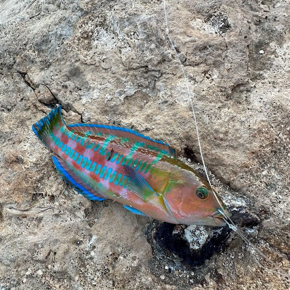 The most recent Surge wrasse catches on Fishbrain