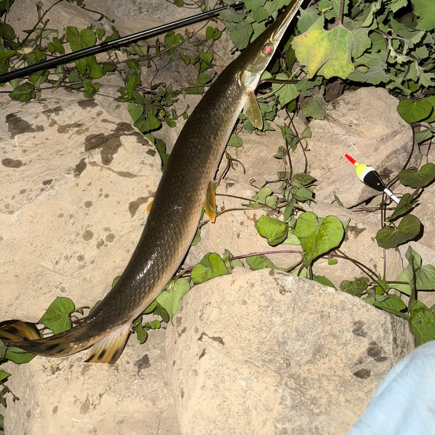 recently logged catches