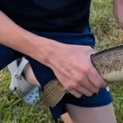 The most recent Florida gar catches on Fishbrain