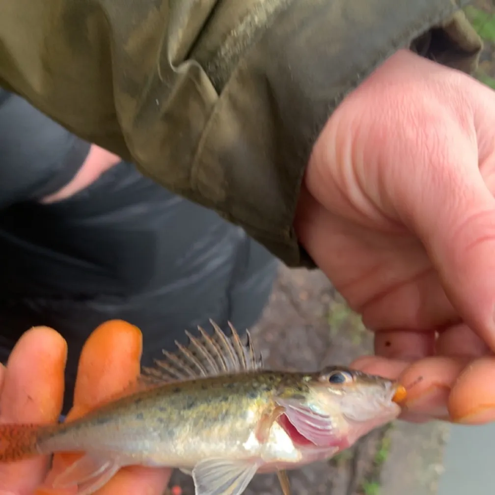 The most recent Eurasian ruffe catches on Fishbrain