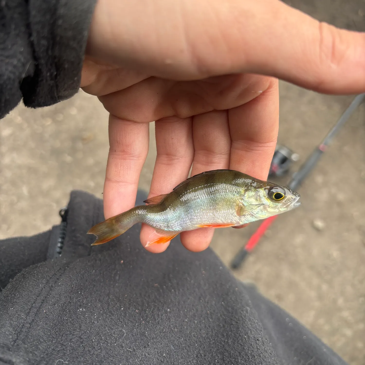 European perch caught on Fishbrain