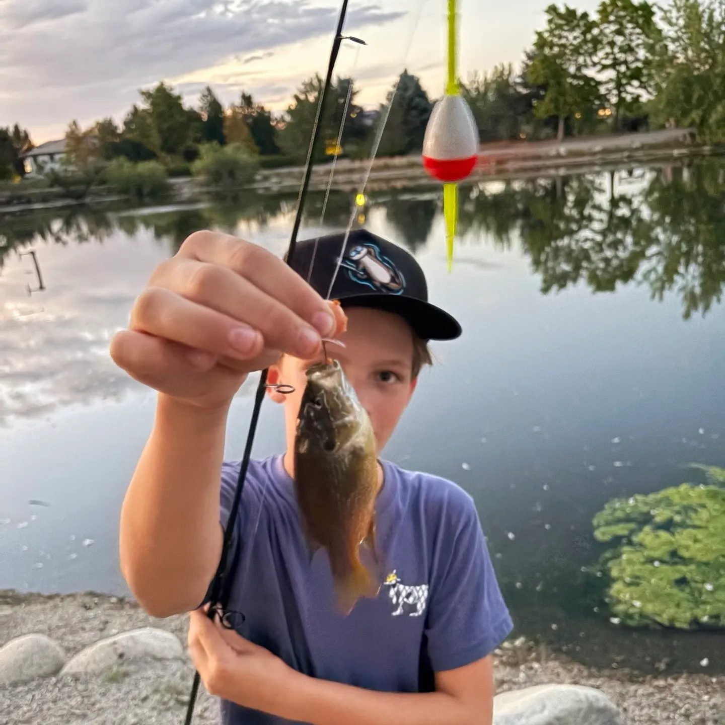 Green sunfish caught on Fishbrain