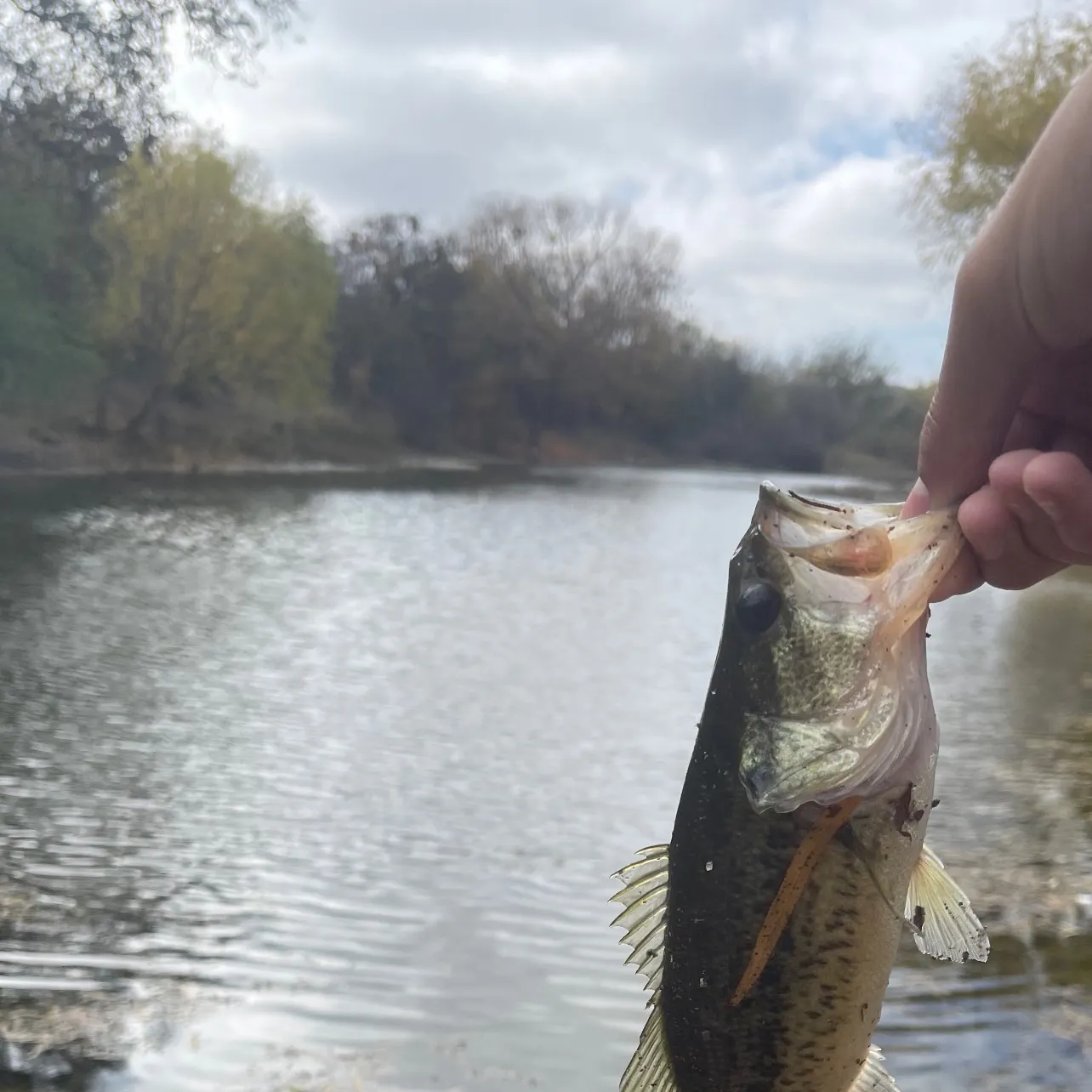The most recent Spotted bass catches on Fishbrain