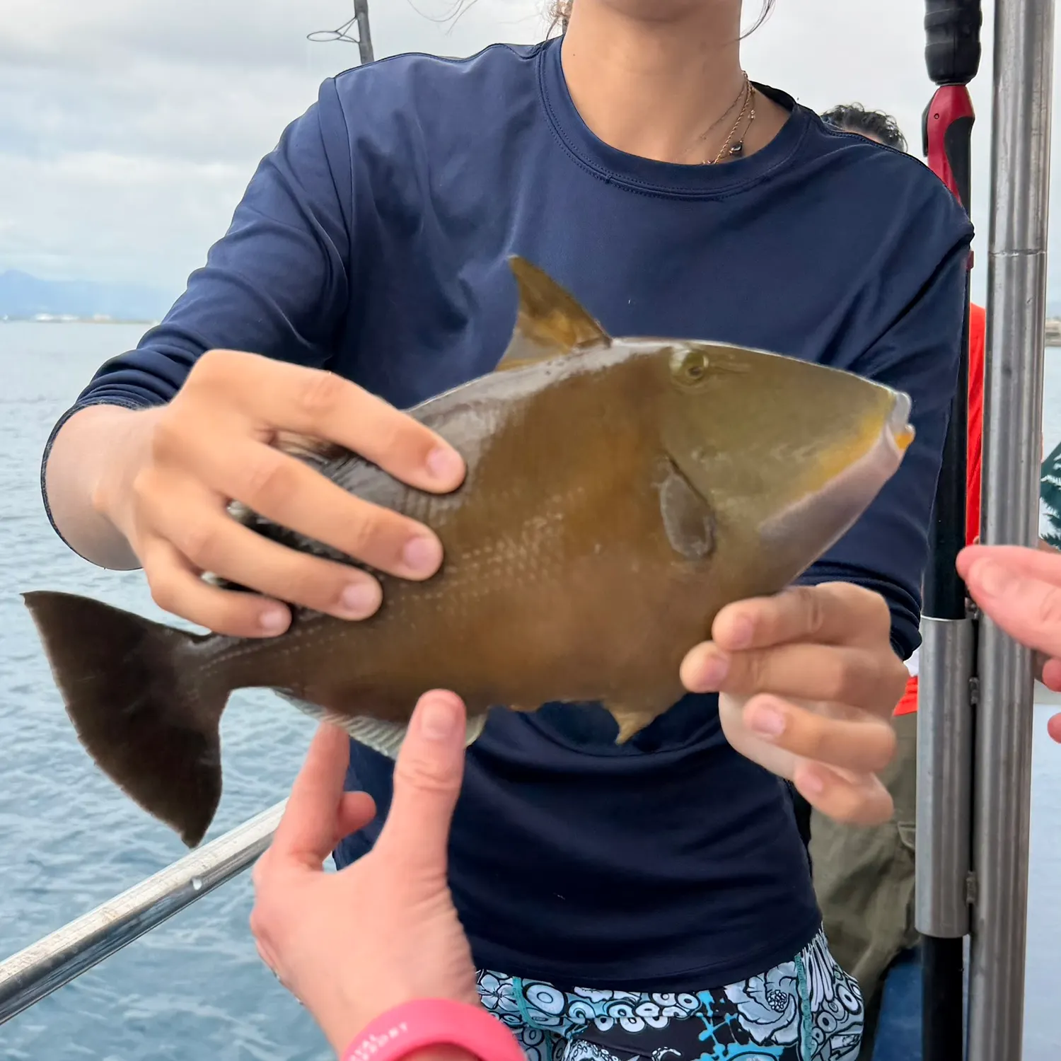 The most recent Bridled triggerfish catches on Fishbrain