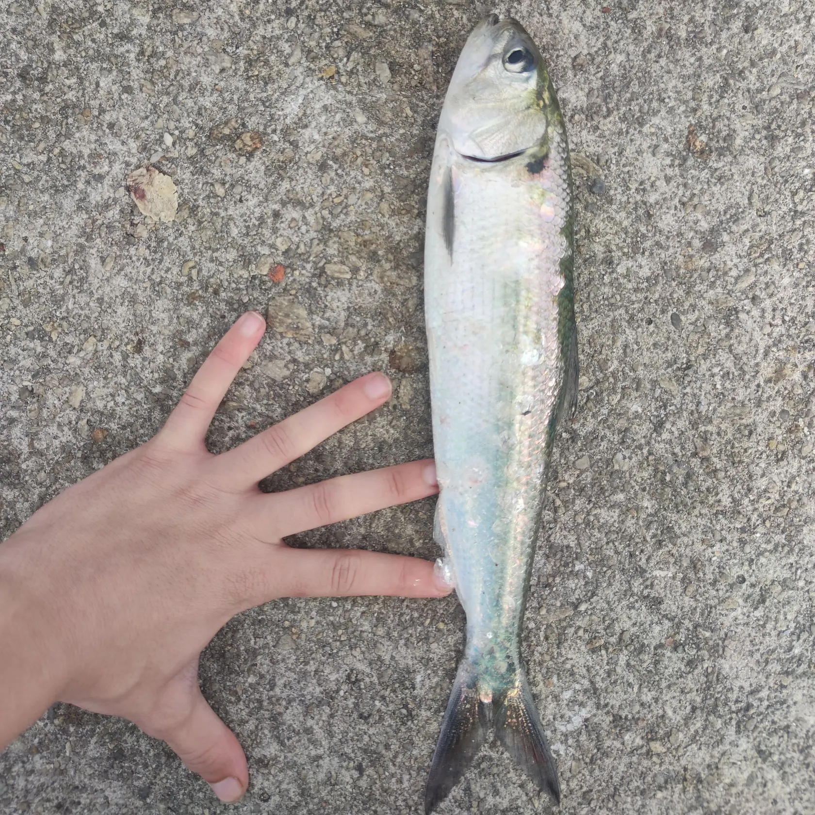 The most recent Allis shad catches on Fishbrain
