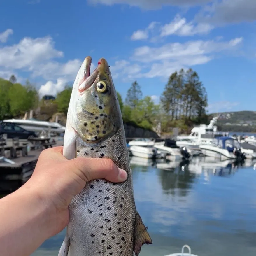 The most recent Sea trout catches on Fishbrain