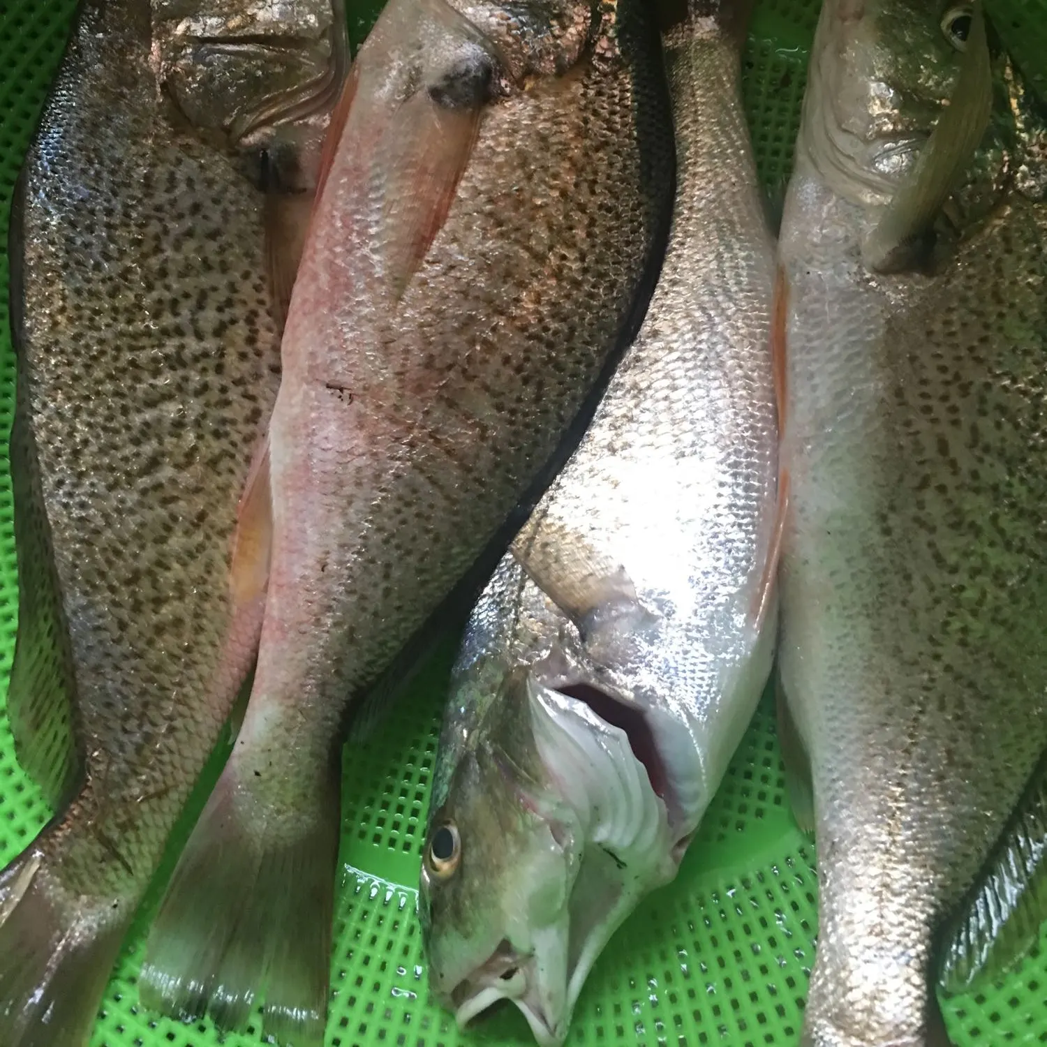 recently logged catches