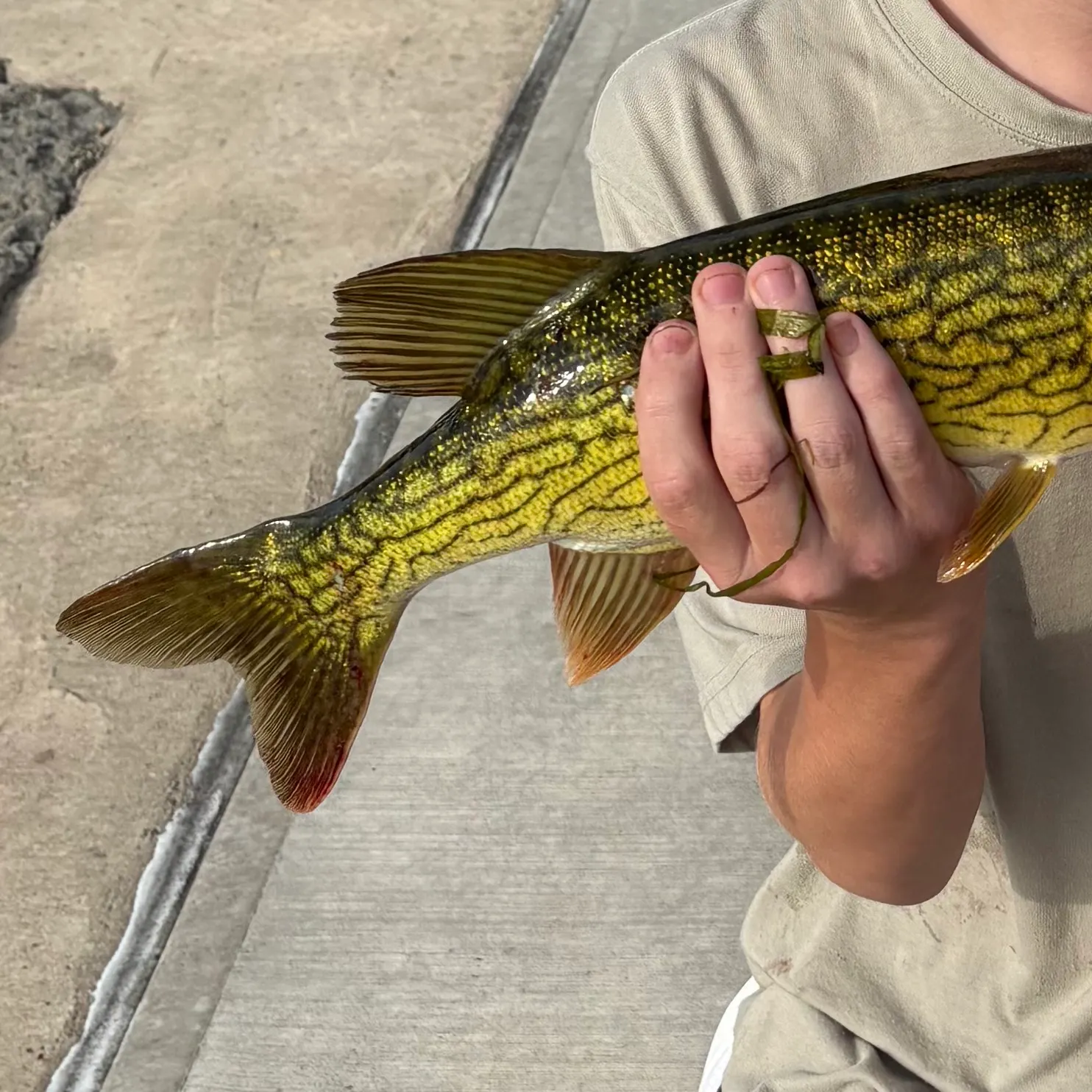 Chain pickerel caught on Fishbrain