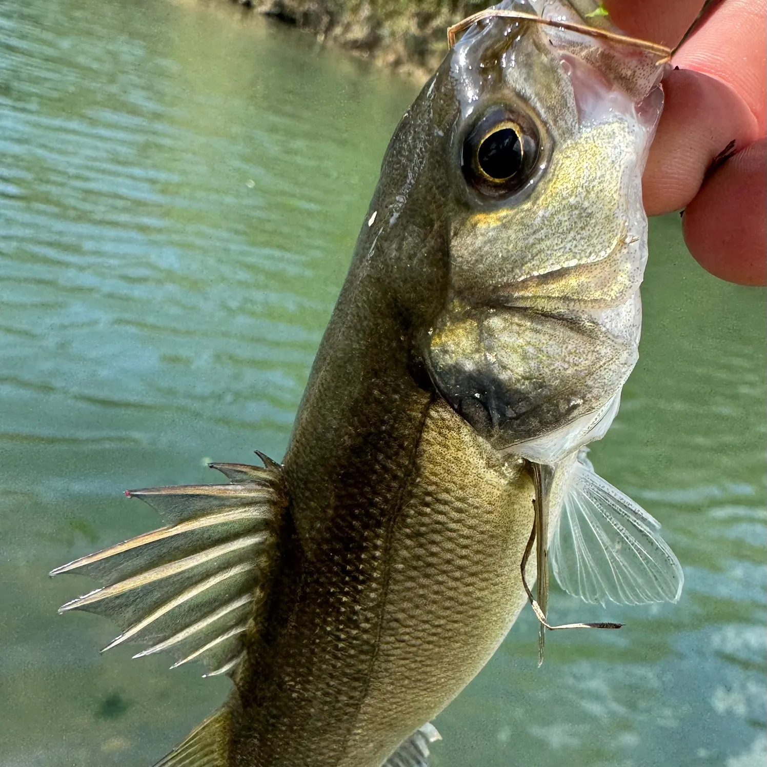 European seabass caught on Fishbrain