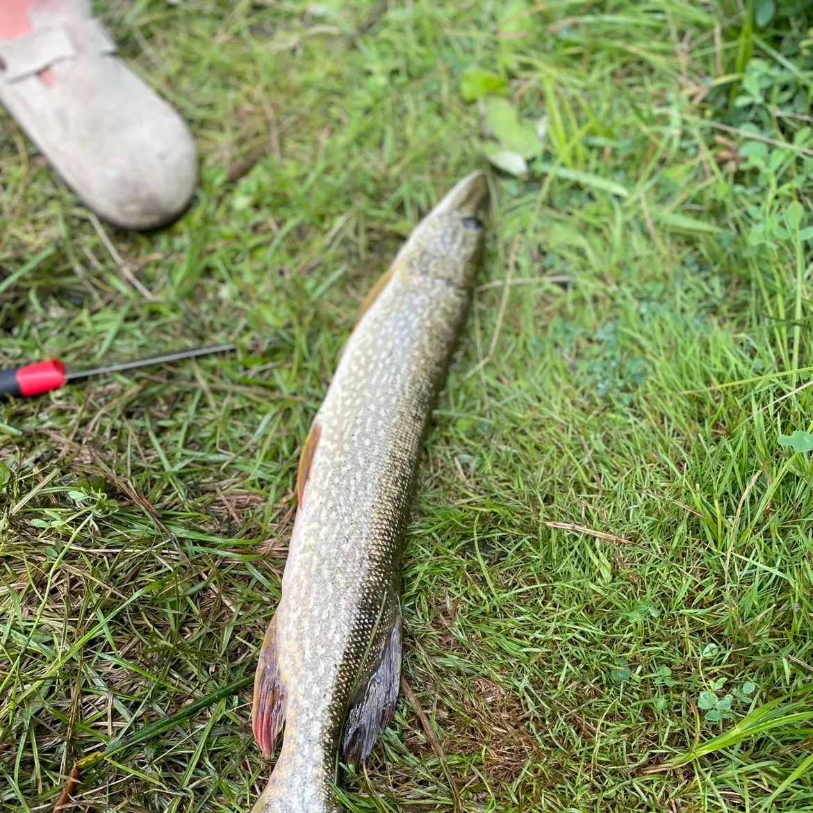 Northern pike caught on Fishbrain