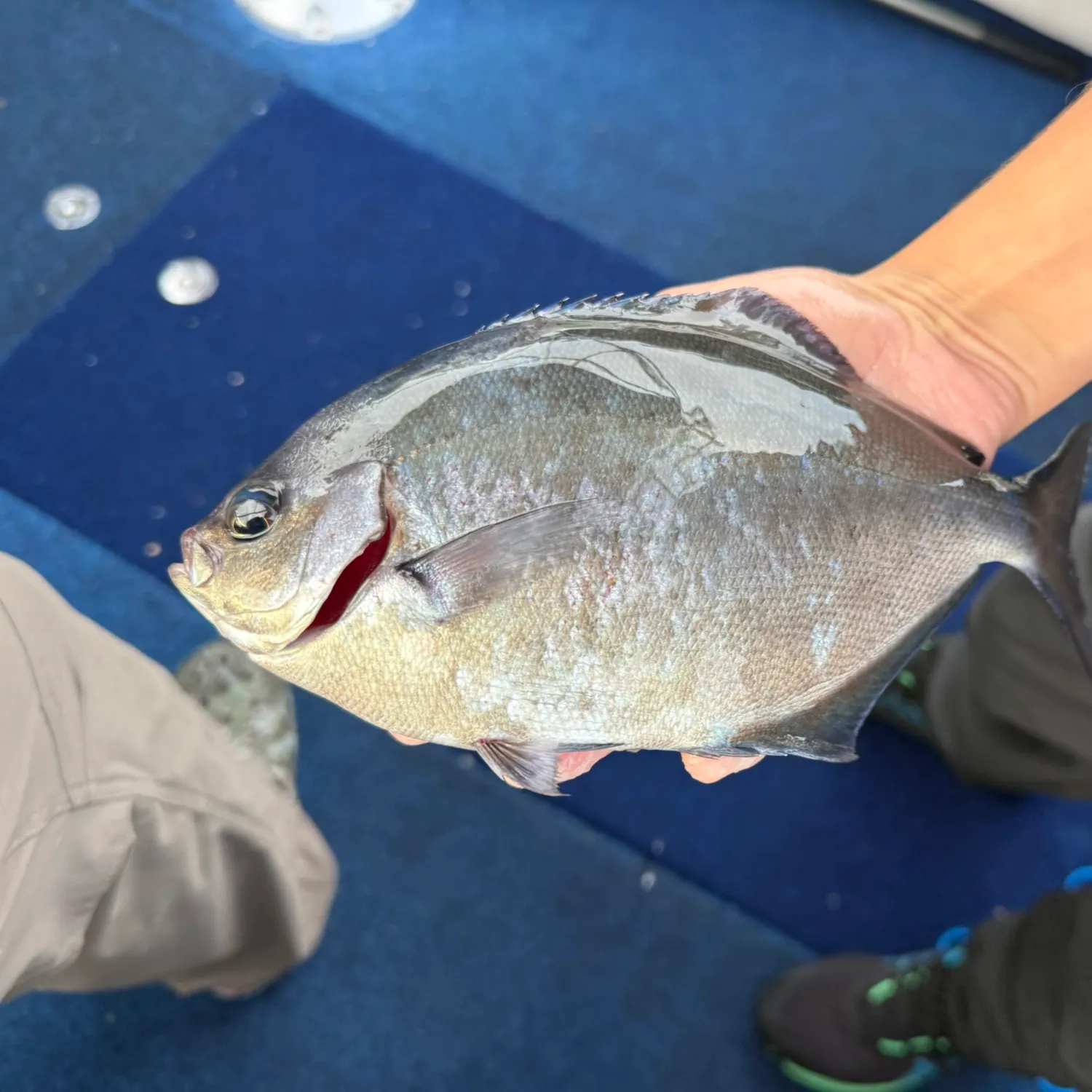 The most recent Silver sweep catches on Fishbrain