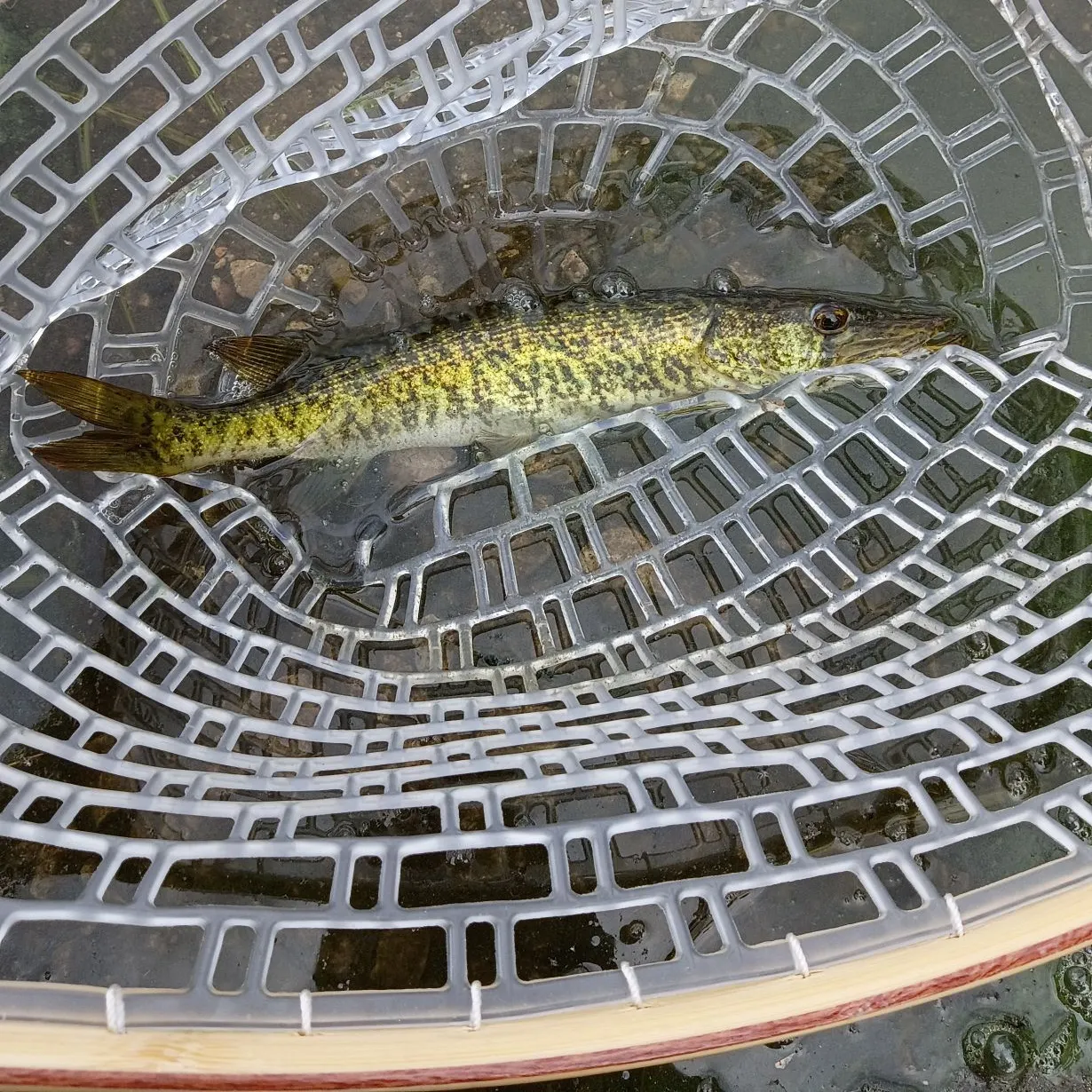 Grass pickerel caught on Fishbrain