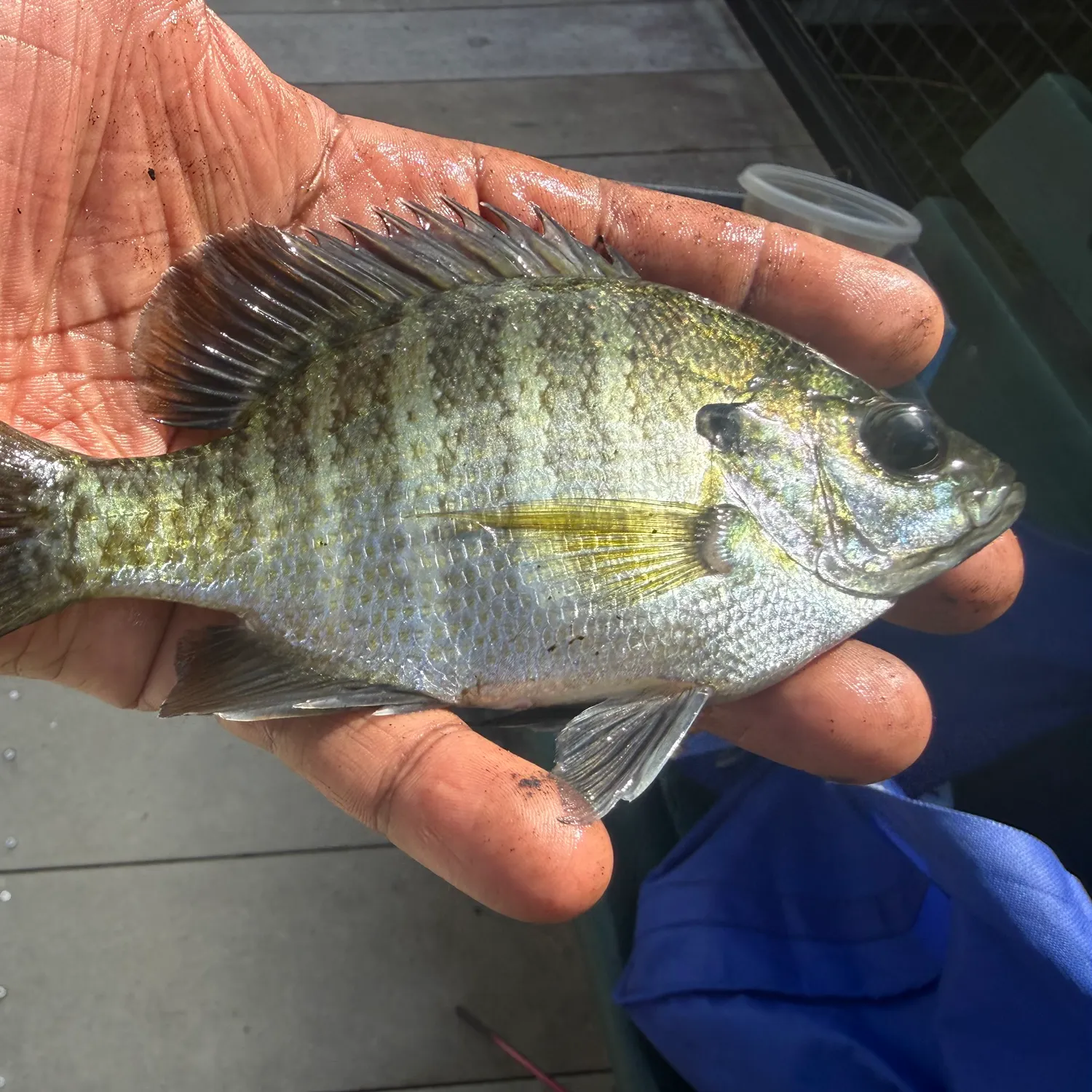 Bluegill caught on Fishbrain