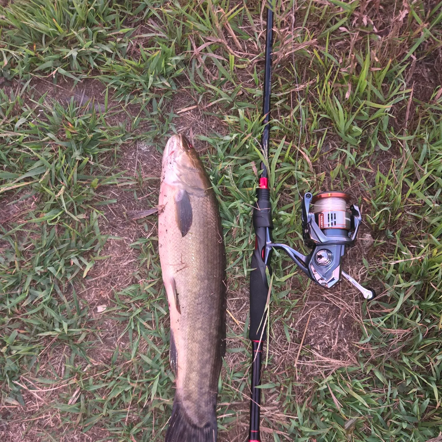 Eyetail bowfin caught on Fishbrain