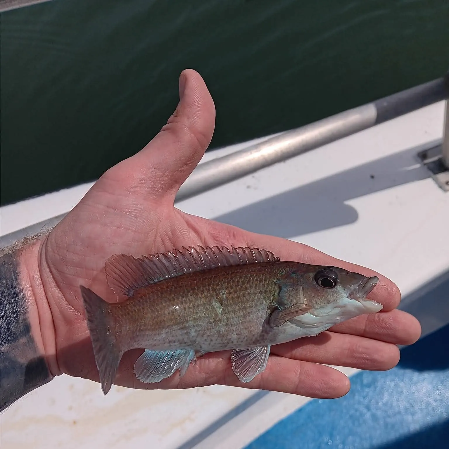 The most recent Cunner catches on Fishbrain