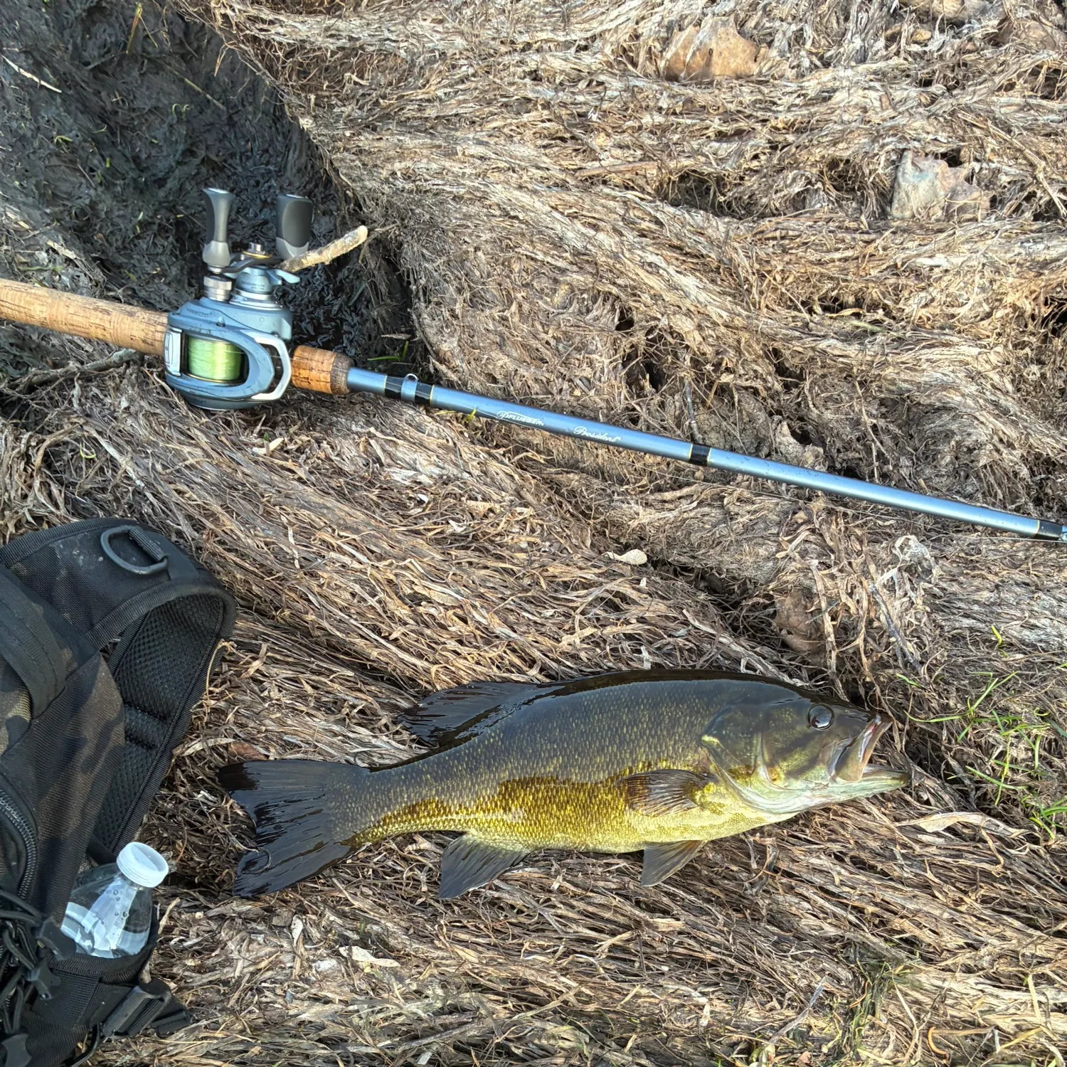Smallmouth bass caught on Fishbrain