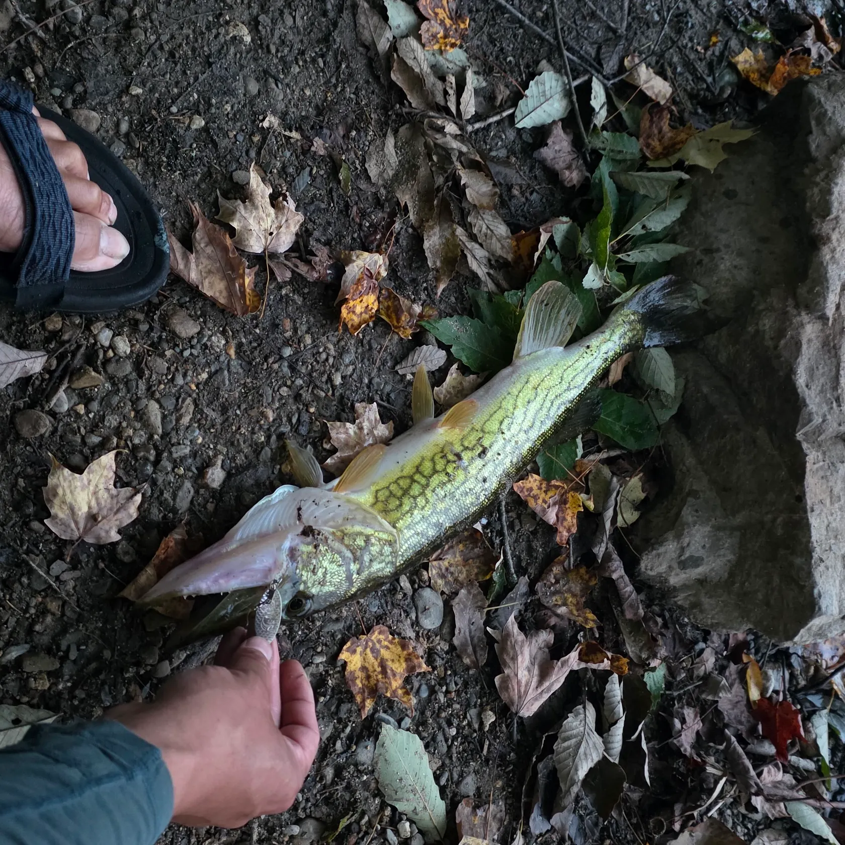 Chain pickerel caught on Fishbrain