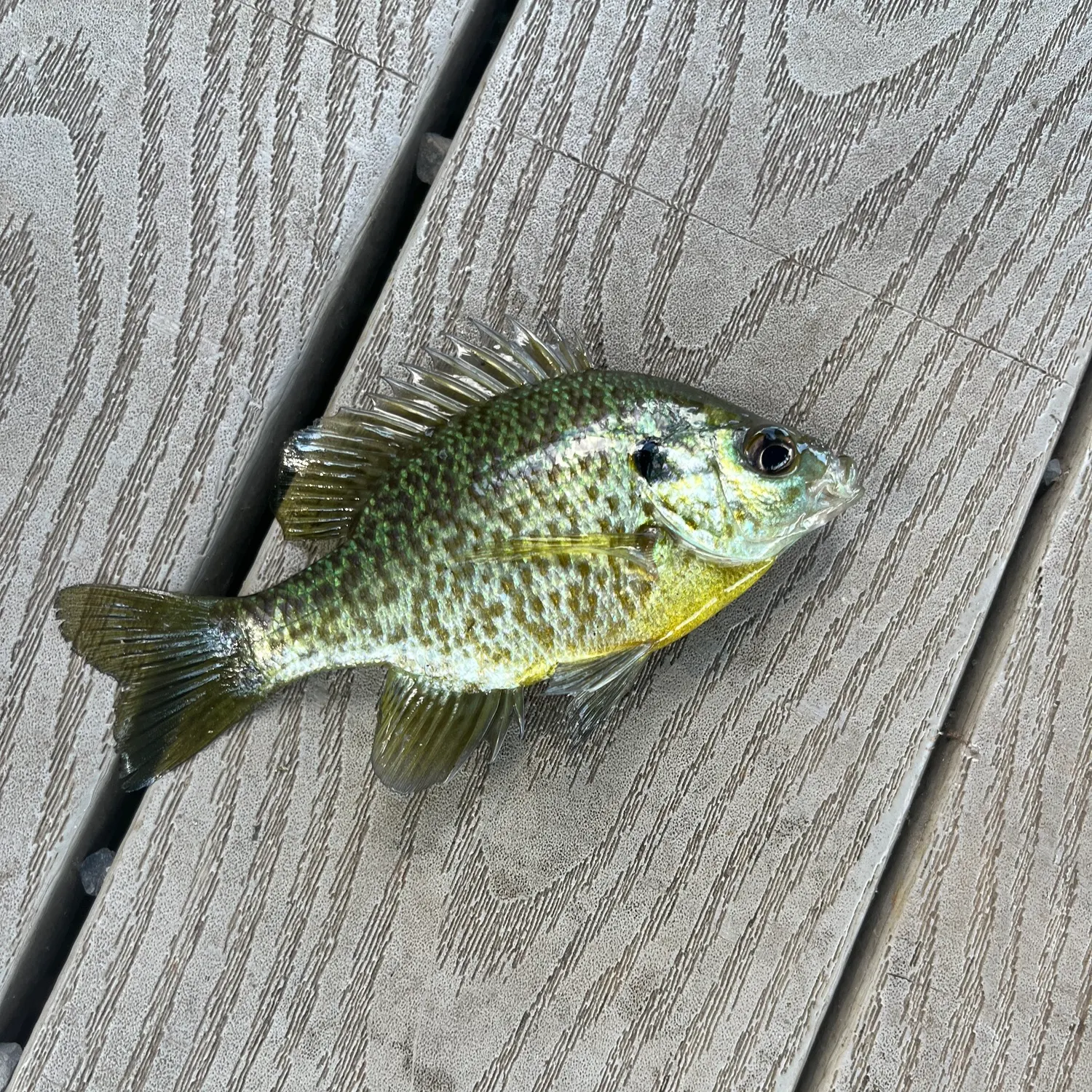 Bluegill caught on Fishbrain