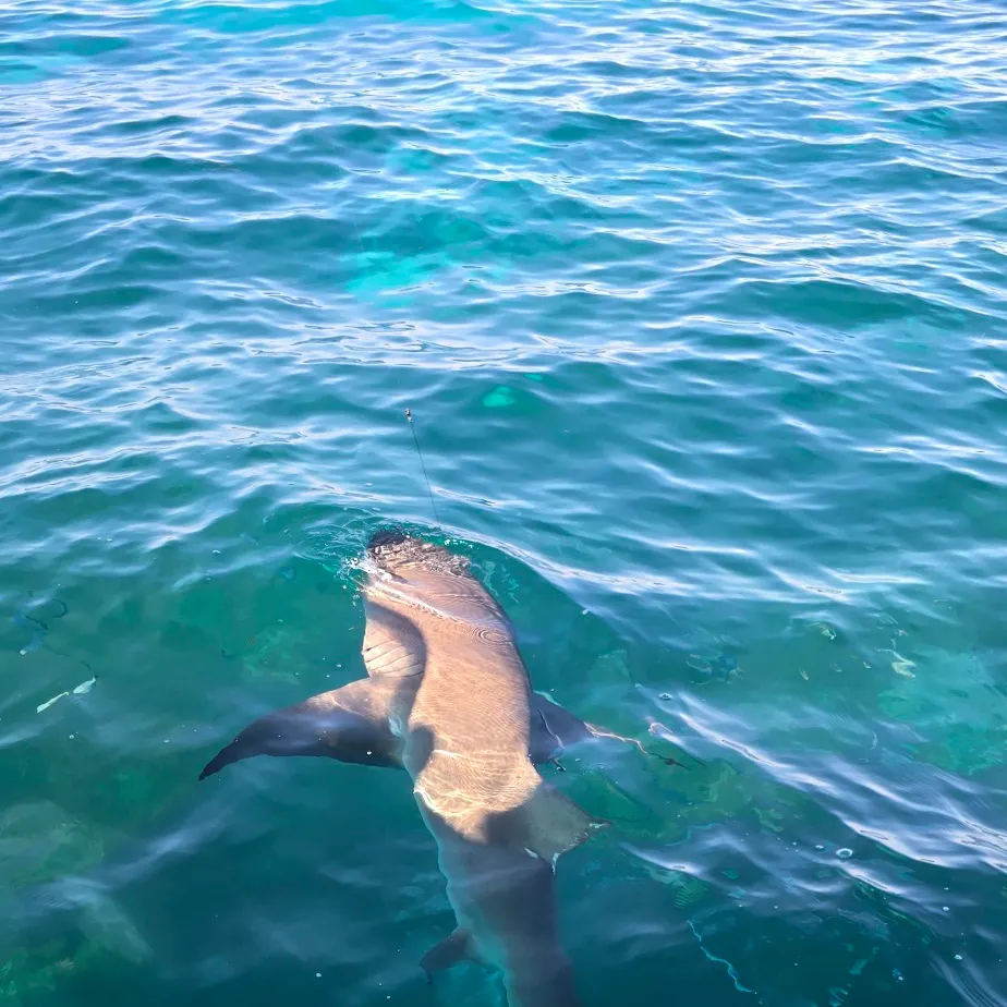 The most recent Lemon shark catches on Fishbrain