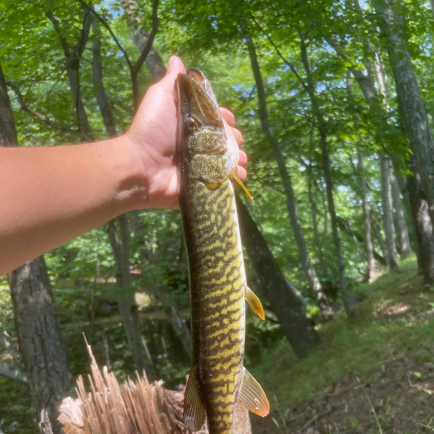 most liked catch image