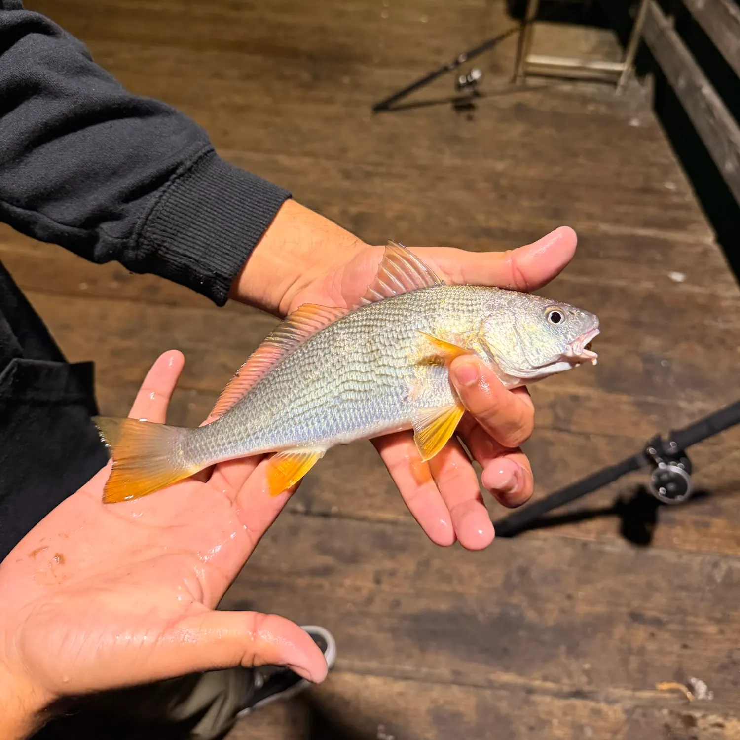 Yellowfin croaker caught on Fishbrain