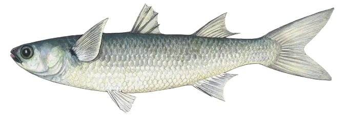 Striped mullet