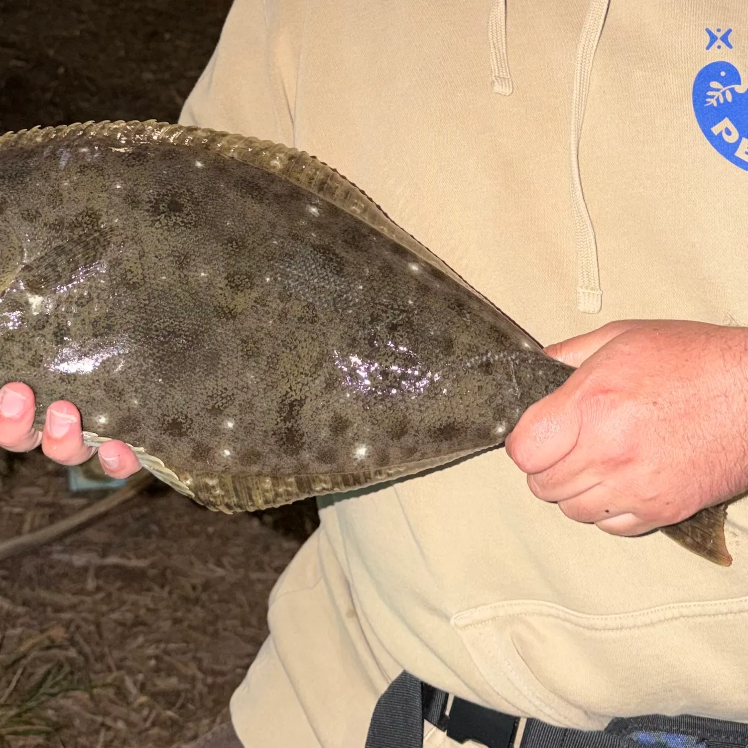 The most recent California halibut catches on Fishbrain