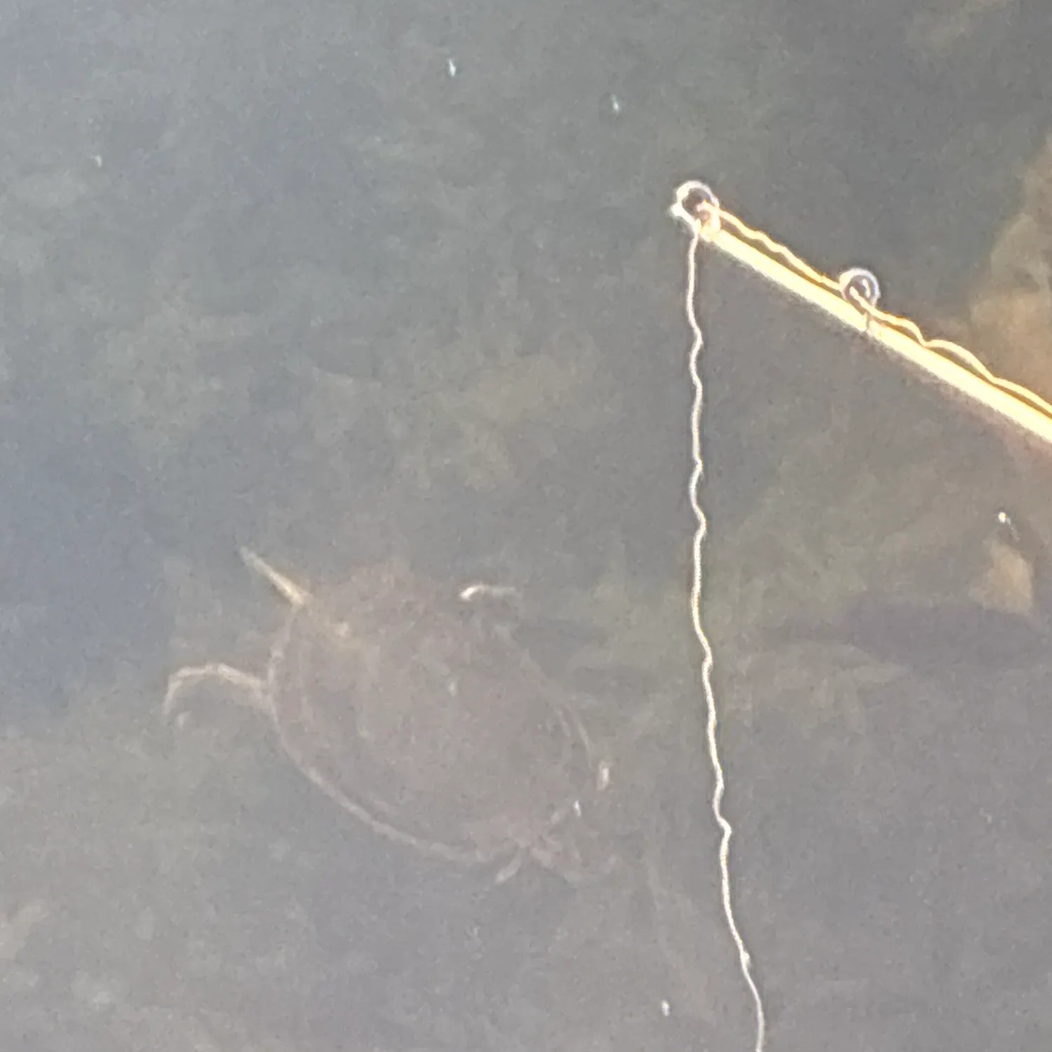 Painted turtle caught on Fishbrain