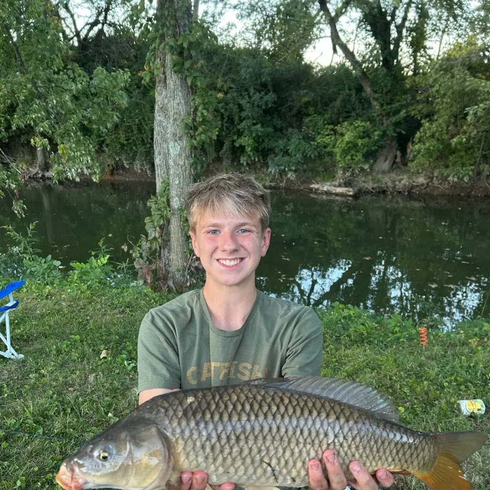 Common carp caught on Fishbrain