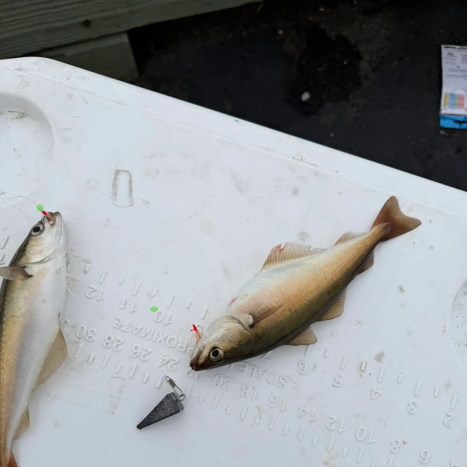 The most recent Atlantic pollock catches on Fishbrain