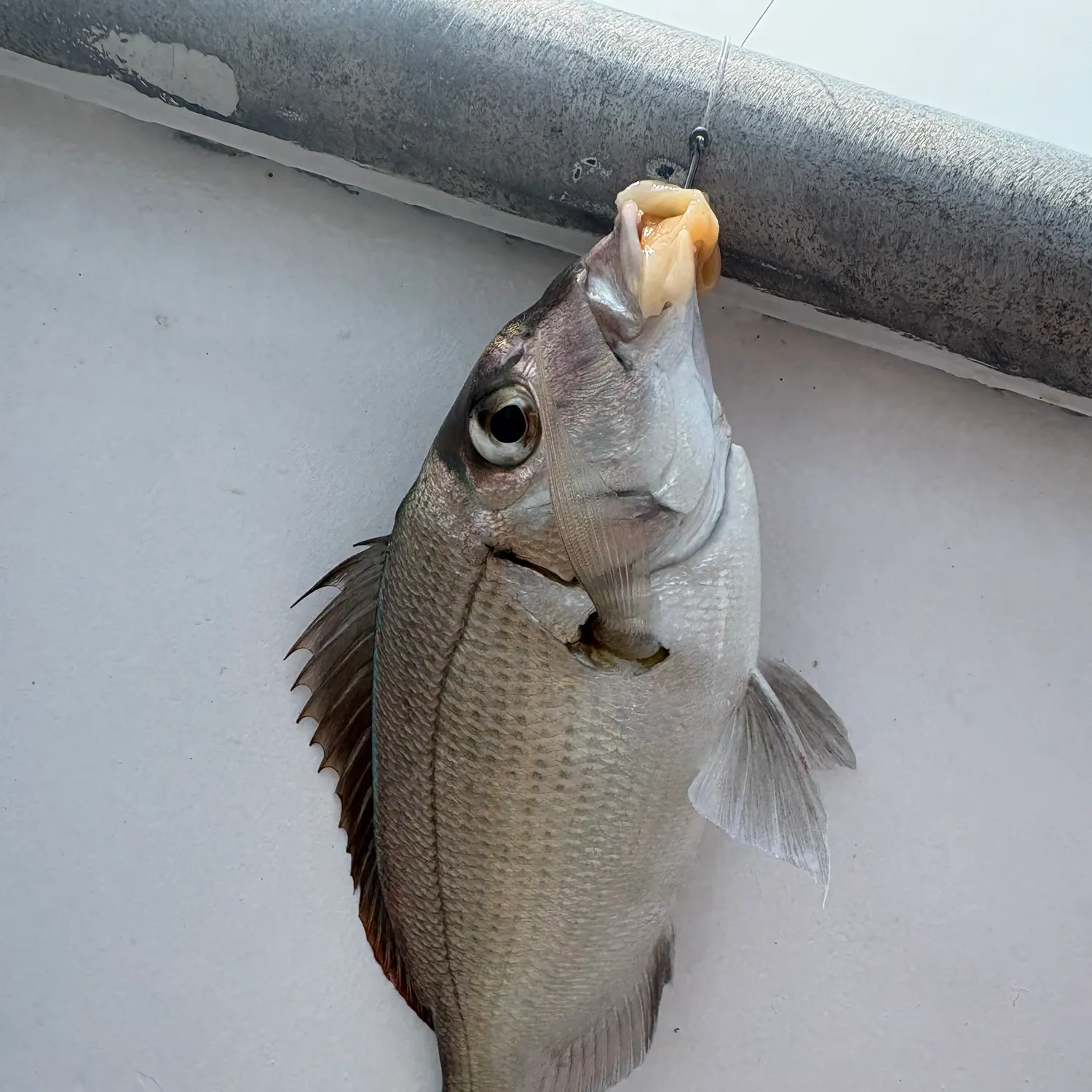 Scup caught on Fishbrain