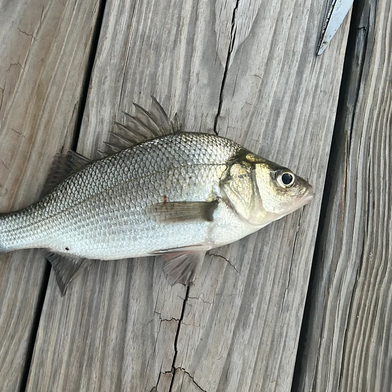 White perch caught on Fishbrain