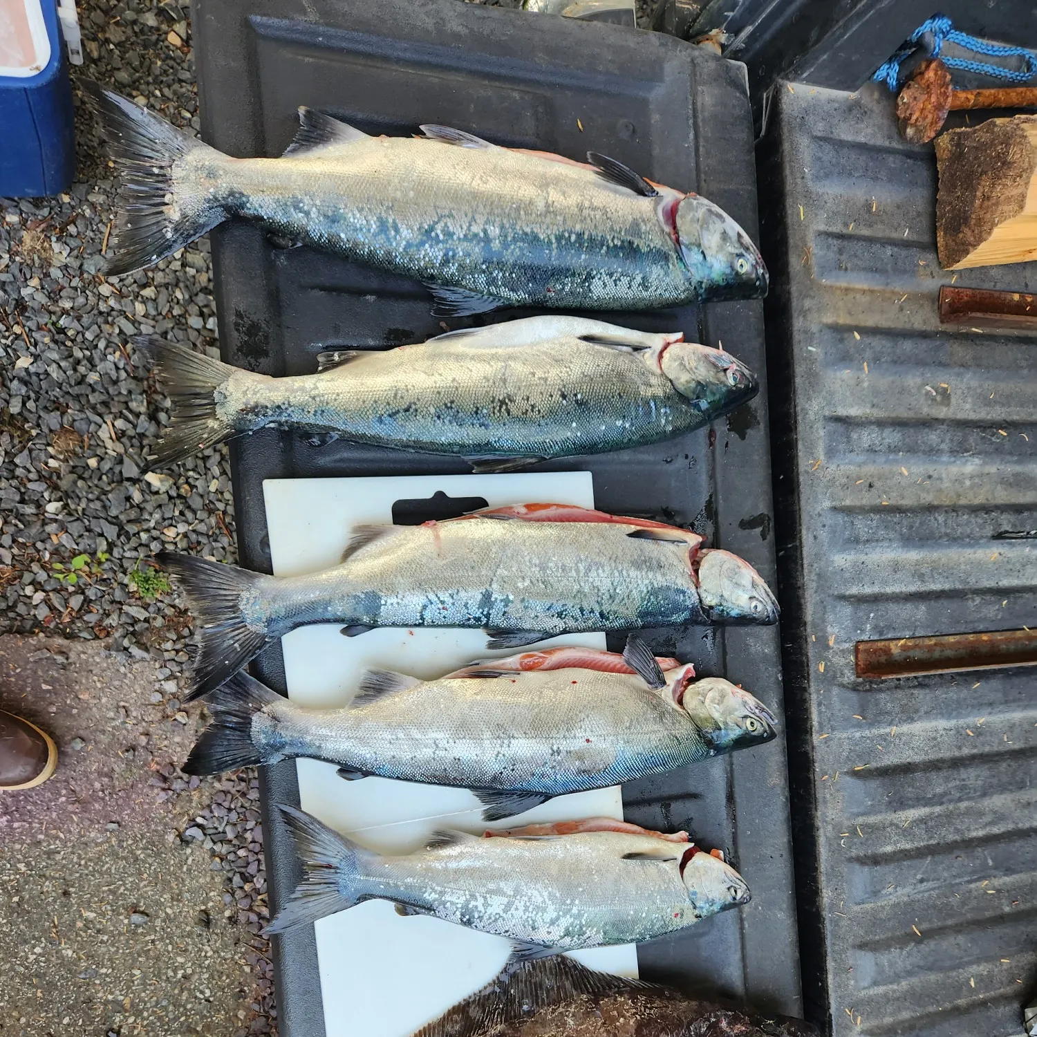 recently logged catches