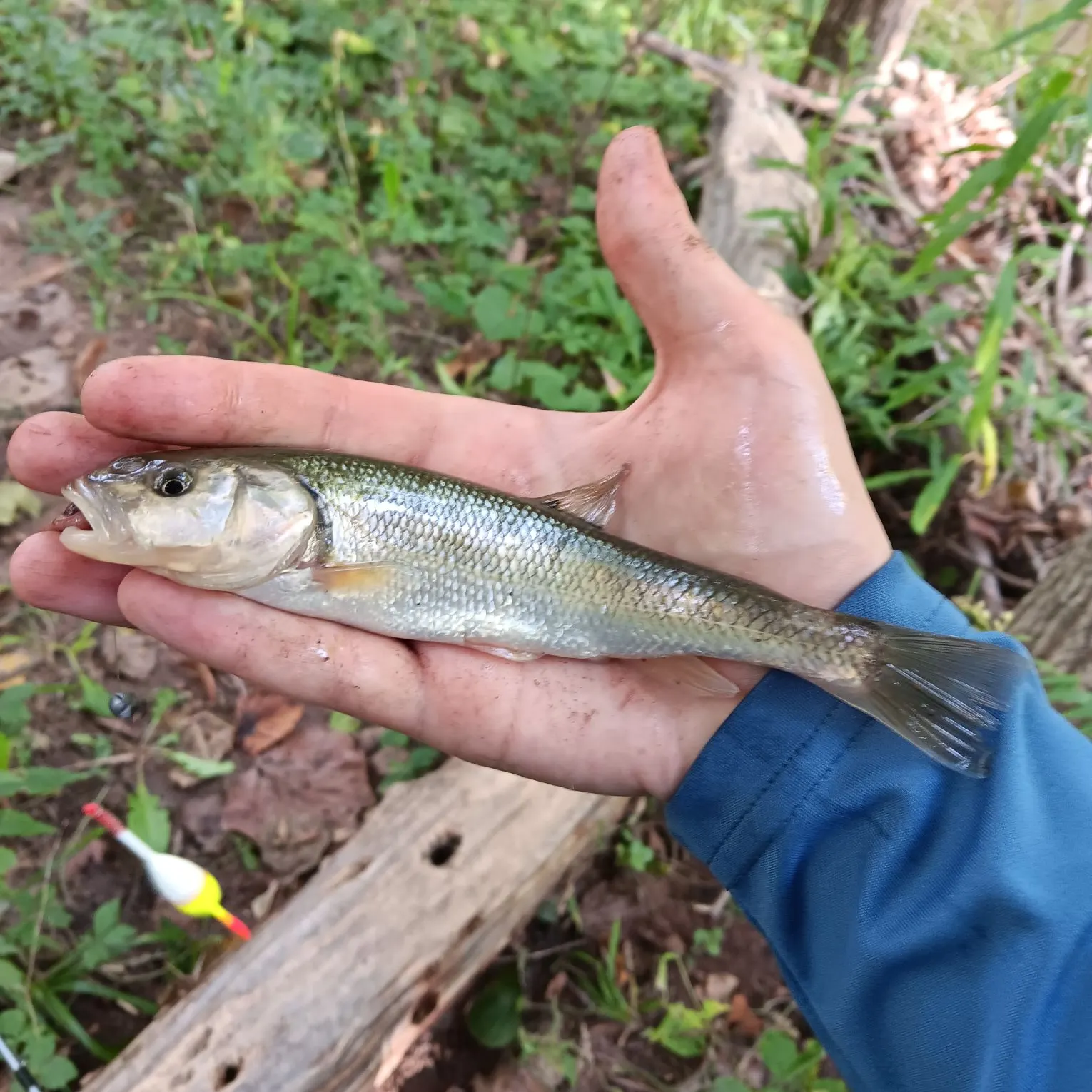 Creek chub caught on Fishbrain