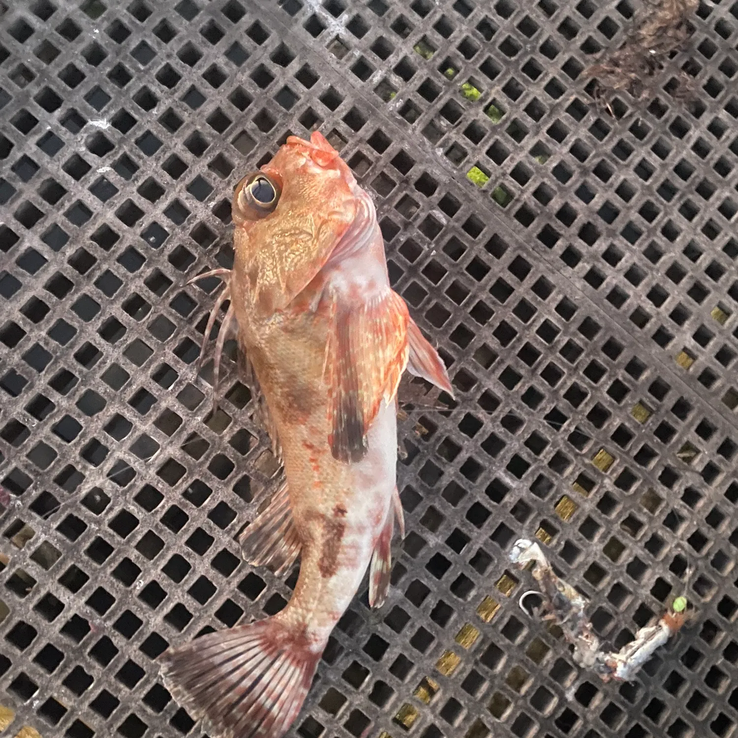 The most recent Red gurnard perch catches on Fishbrain