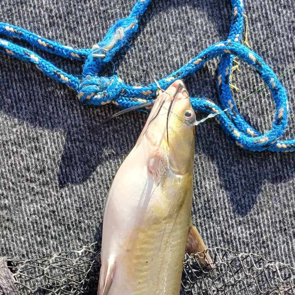 Bala shark caught on Fishbrain