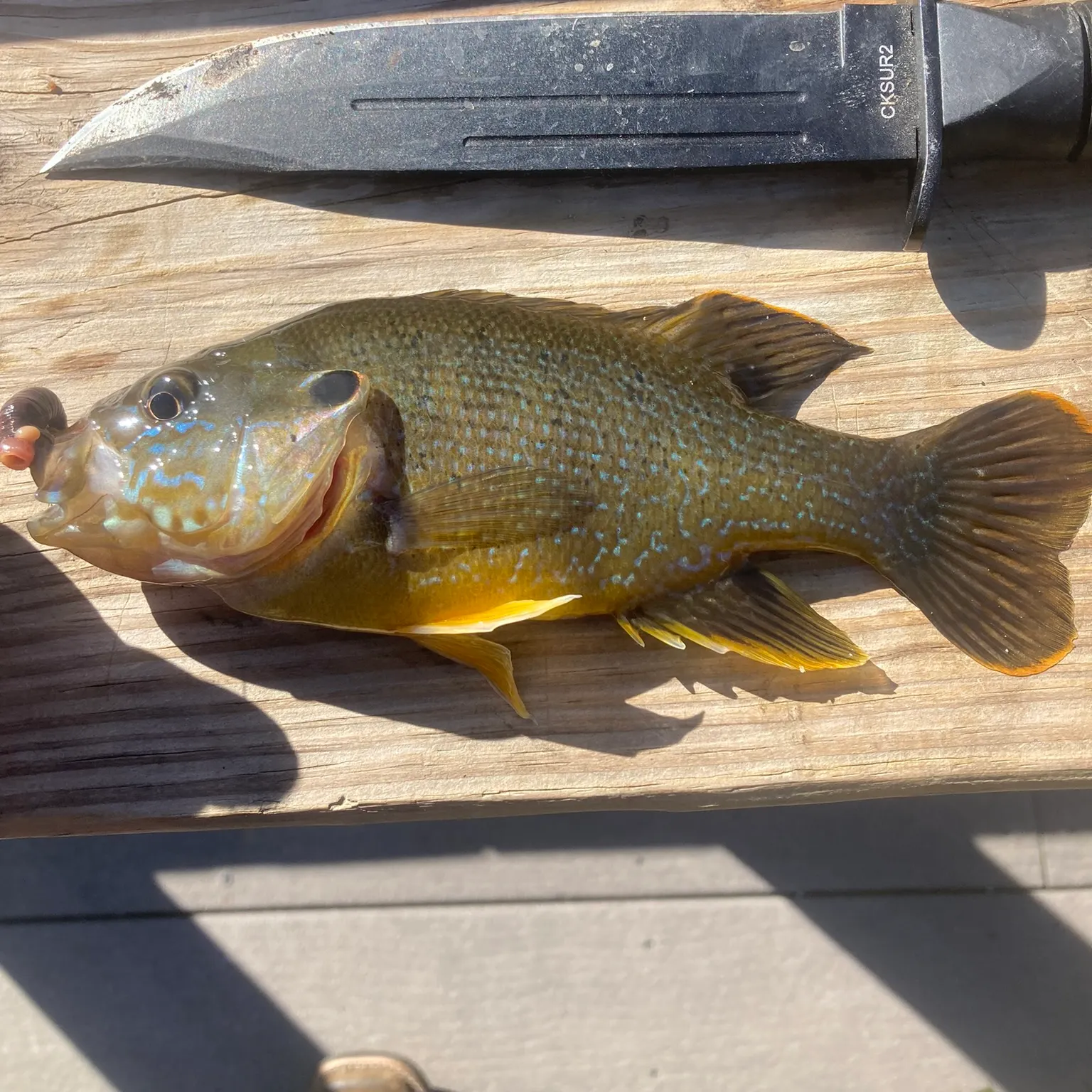 recently logged catches