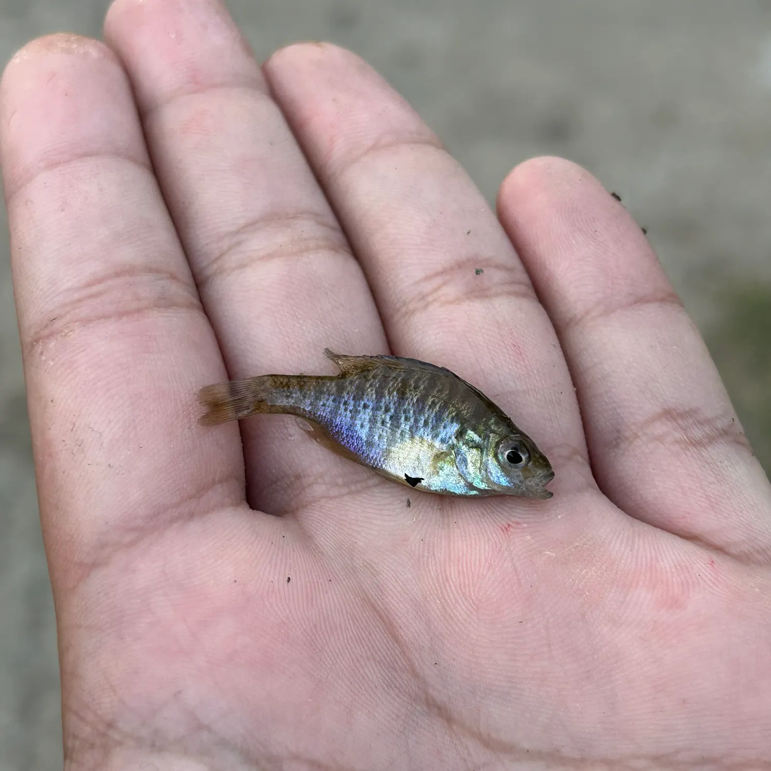 Pumpkinseed caught on Fishbrain