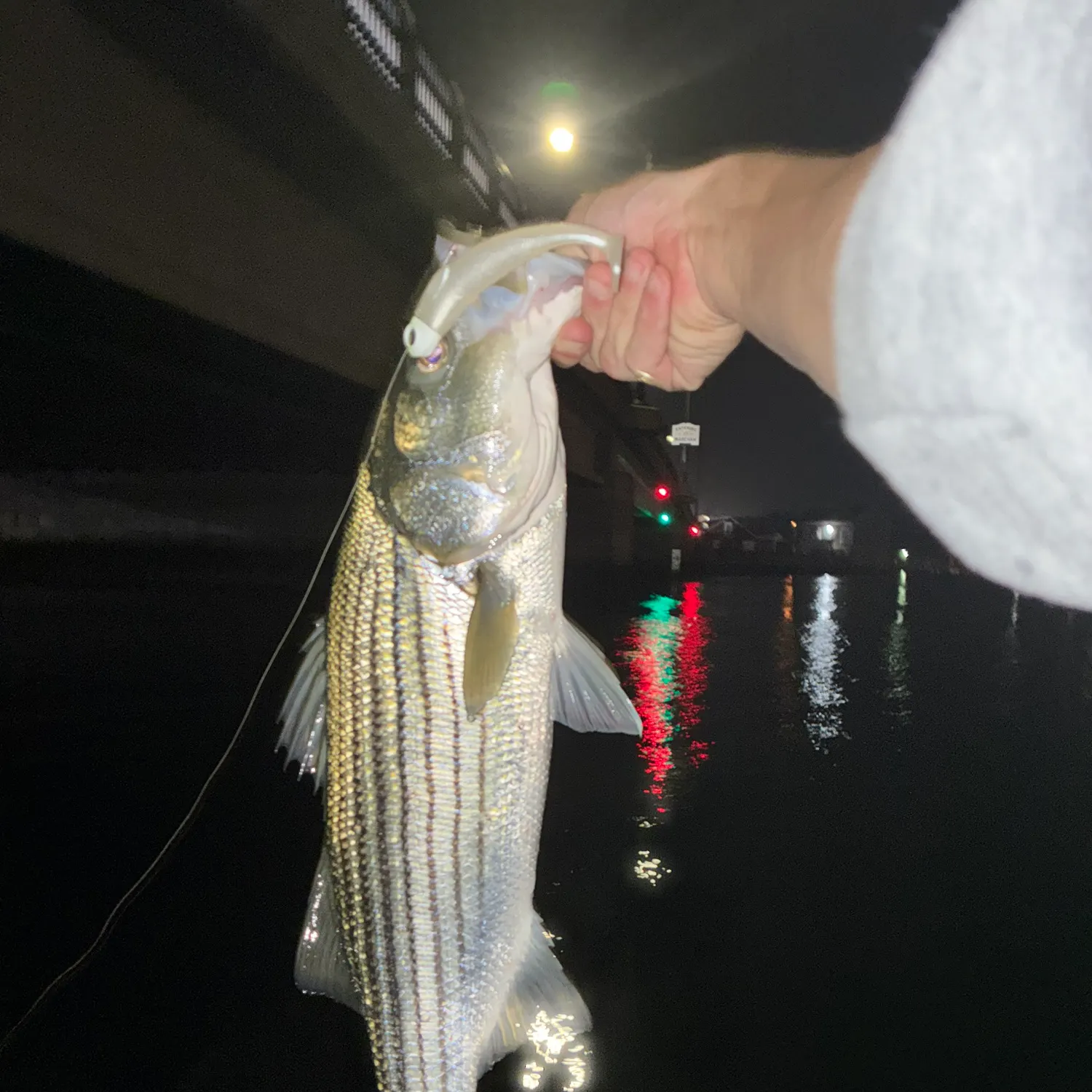 Striped bass caught on Fishbrain