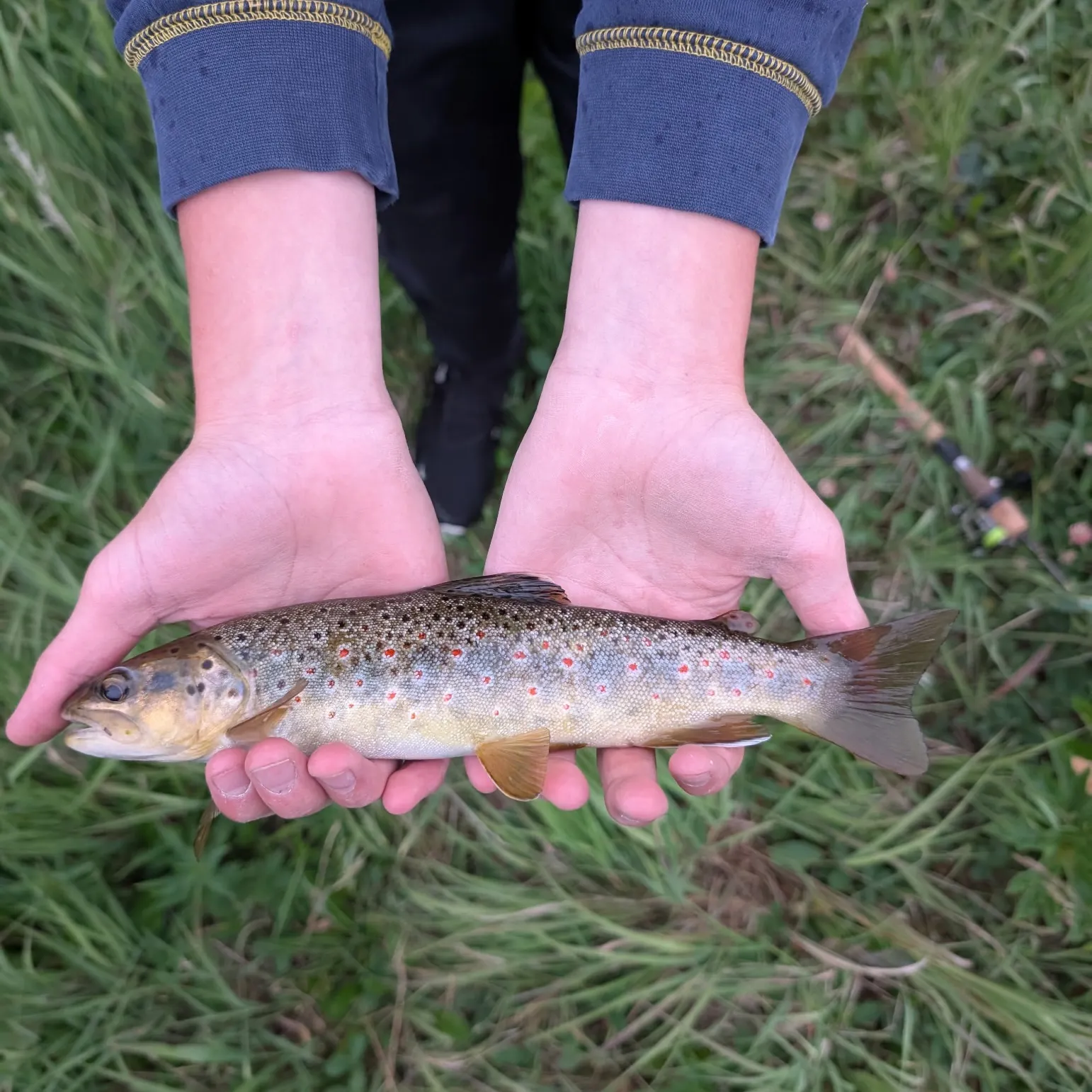 The most recent Brown trout catches on Fishbrain