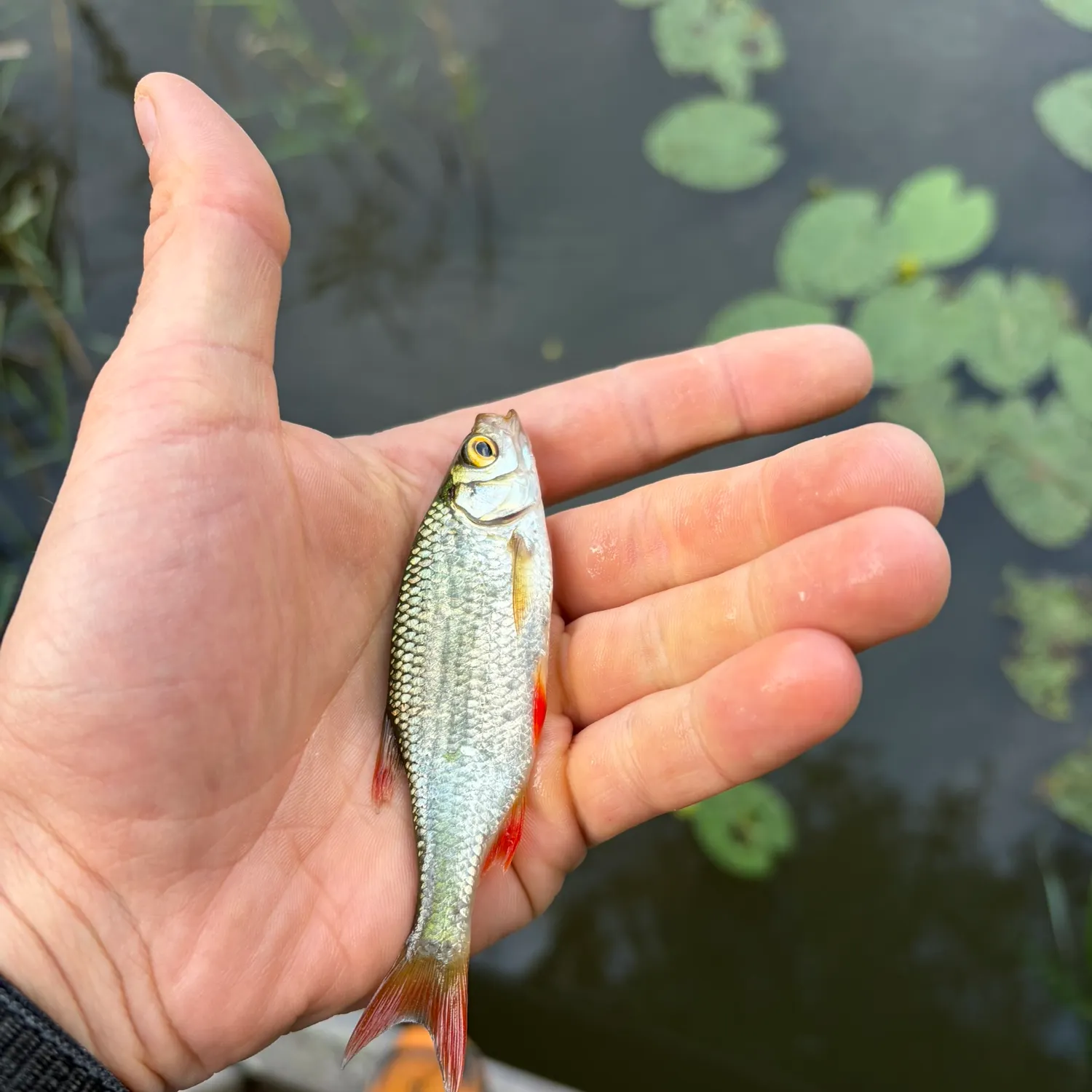 Common rudd caught on Fishbrain