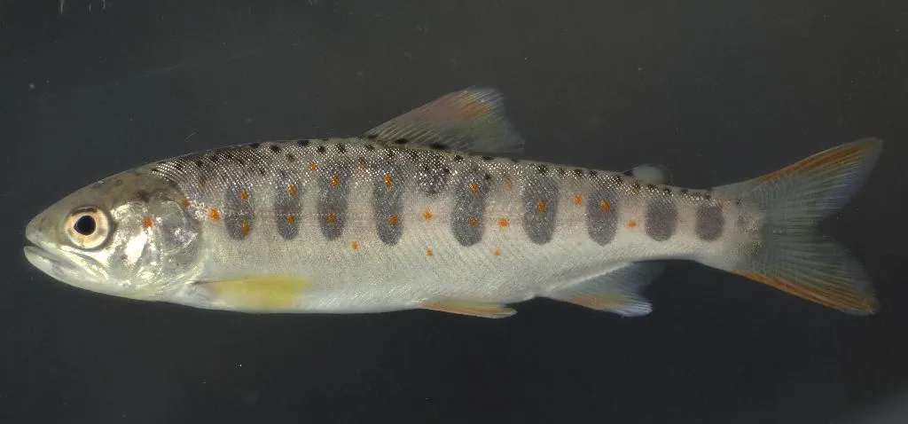 Satsukimasu salmon