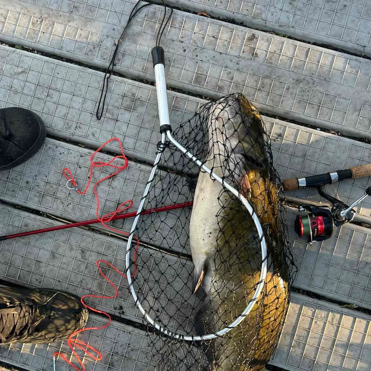 Channel catfish caught on Fishbrain